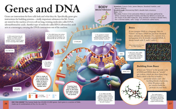 The New Encyclopedia of the Human Body: Cells, Genes and DNA, Organs and Systems, the Brain, and More!