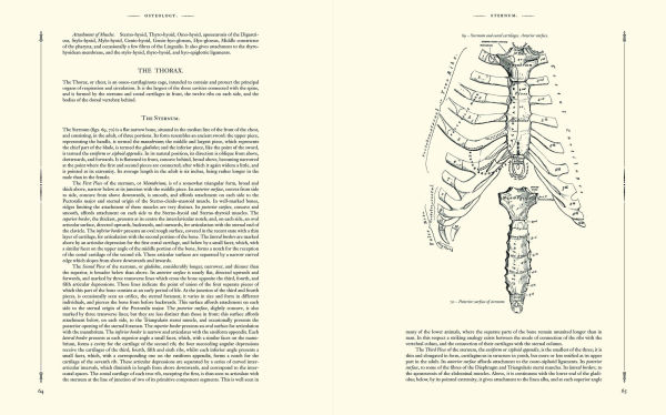 Gray's Anatomy