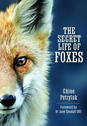 The Secret Life of Foxes