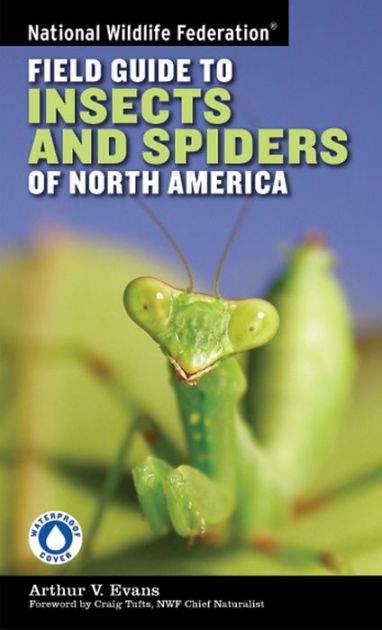 insects and spiders book