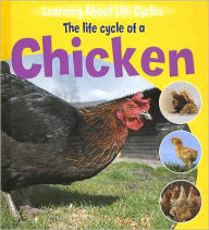The Life Cycle of a Chicken