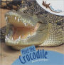 Meet the Crocodile