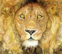 Lion and the Mouse