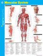 Muscular System SparkCharts