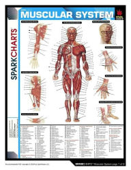 Muscular System (SparkCharts)