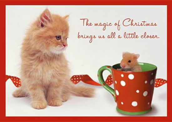 Cat & Mouse Friends Christmas Boxed Card