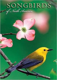 Songbirds of North America Notecards