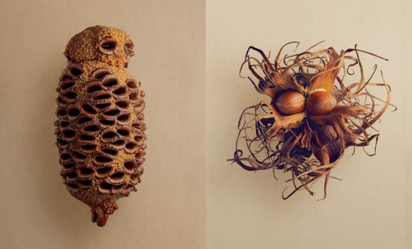 The Hidden Beauty of Seeds & Fruits: The Botanical Photography of Levon Biss