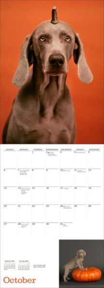 William Wegman Big and Little 2024 Wall Calendar
