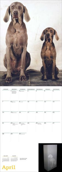 William Wegman Big and Little 2024 Wall Calendar