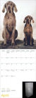 Alternative view 4 of William Wegman Big and Little 2024 Wall Calendar