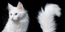 Alternative view 2 of Feline: Photographs