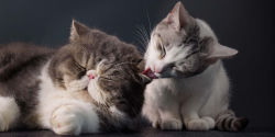 Alternative view 3 of Feline: Photographs