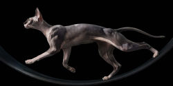 Alternative view 4 of Feline: Photographs