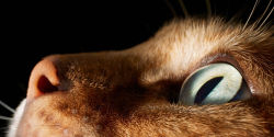 Alternative view 5 of Feline: Photographs