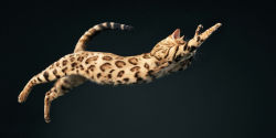 Alternative view 6 of Feline: Photographs