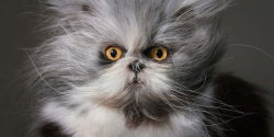 Alternative view 7 of Feline: Photographs