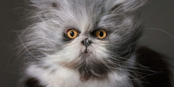 Feline: Photographs