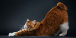 Alternative view 8 of Feline: Photographs