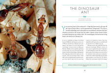 Alternative view 2 of The Wonder Cabinet of Fabulous Insects: Secrets of the World's Rarest and Strangest Insects