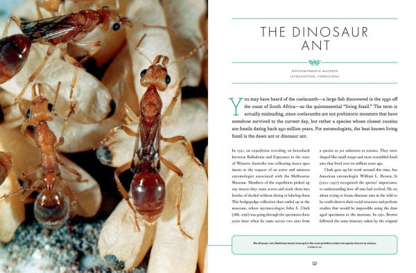 The Wonder Cabinet of Fabulous Insects: Secrets of the World's Rarest and Strangest Insects