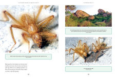 Alternative view 4 of The Wonder Cabinet of Fabulous Insects: Secrets of the World's Rarest and Strangest Insects