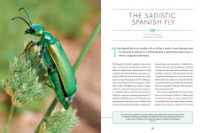 Alternative view 5 of The Wonder Cabinet of Fabulous Insects: Secrets of the World's Rarest and Strangest Insects