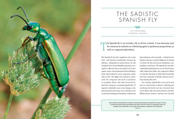The Wonder Cabinet of Fabulous Insects: Secrets of the World's Rarest and Strangest Insects