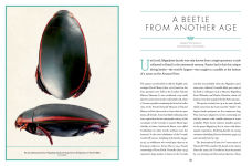 Alternative view 6 of The Wonder Cabinet of Fabulous Insects: Secrets of the World's Rarest and Strangest Insects