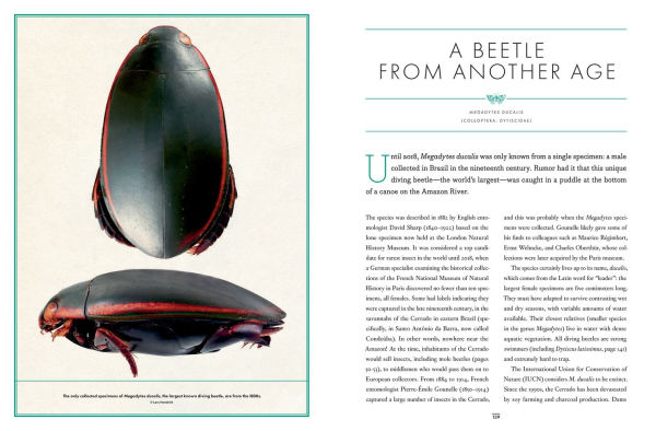 The Wonder Cabinet of Fabulous Insects: Secrets of the World's Rarest and Strangest Insects