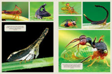 Alternative view 7 of The Wonder Cabinet of Fabulous Insects: Secrets of the World's Rarest and Strangest Insects