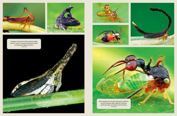 The Wonder Cabinet of Fabulous Insects: Secrets of the World's Rarest and Strangest Insects