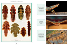 Alternative view 8 of The Wonder Cabinet of Fabulous Insects: Secrets of the World's Rarest and Strangest Insects