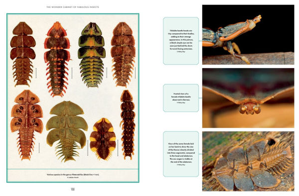 The Wonder Cabinet of Fabulous Insects: Secrets of the World's Rarest and Strangest Insects
