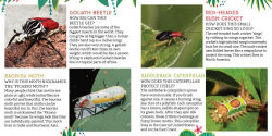 Alternative view 2 of Odd Bugs (A Curious Crittters Board Book): Meet Nature's Weirdest Insects