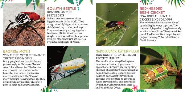 Odd Bugs (A Curious Crittters Board Book): Meet Nature's Weirdest Insects