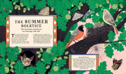 Alternative view 5 of Woodlore: Discover the Seasons and Stories of the Forest