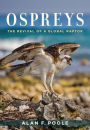 Ospreys: The Revival of a Global Raptor