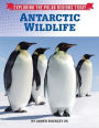 Antarctic Wildlife