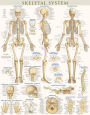 Skeletal System-Laminated