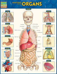 Title: Anatomy of the Organs: QuickStudy Laminated Reference Guide, Author: Vincent Perez
