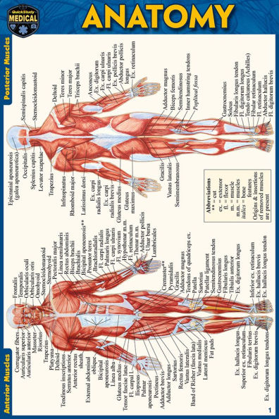 Anatomy Pocket-Sized Reference Guide (4x6 inches)