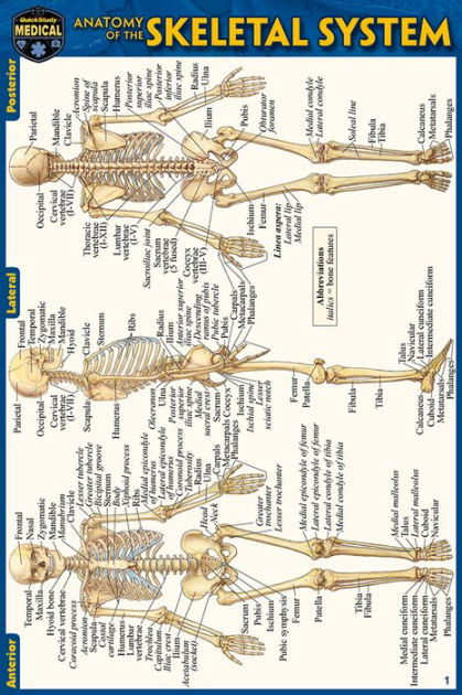 Anatomy Of The Skeletal System (pocket-sized Edition - 4x6 Inches) By 