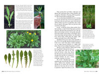Alternative view 4 of Edible Wild Plants, Volume 2: Wild Foods from Foraging to Feasting