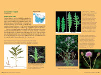 Alternative view 5 of Edible Wild Plants, Volume 2: Wild Foods from Foraging to Feasting