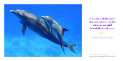 Alternative view 2 of Amazing Moms: Love and Lessons From the Animal Kingdom