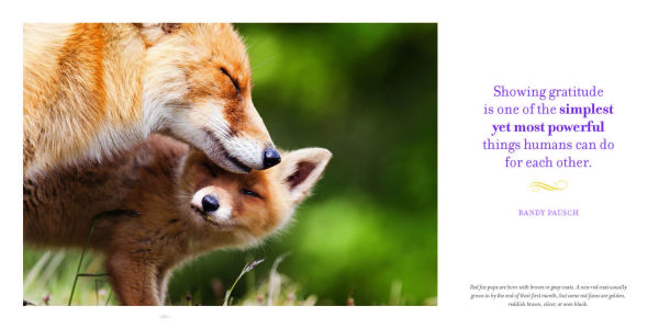 Amazing Moms: Love and Lessons From the Animal Kingdom