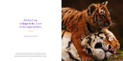 Alternative view 4 of Amazing Moms: Love and Lessons From the Animal Kingdom
