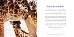 Alternative view 8 of Amazing Moms: Love and Lessons From the Animal Kingdom