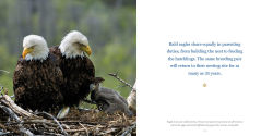 Alternative view 3 of Amazing Dads: Love and Lessons From the Animal Kingdom